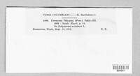 Uromyces polygoni-avicularis image